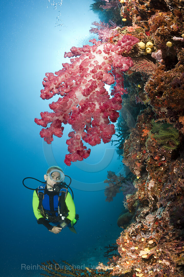 Scuba Diver and Coral Reef