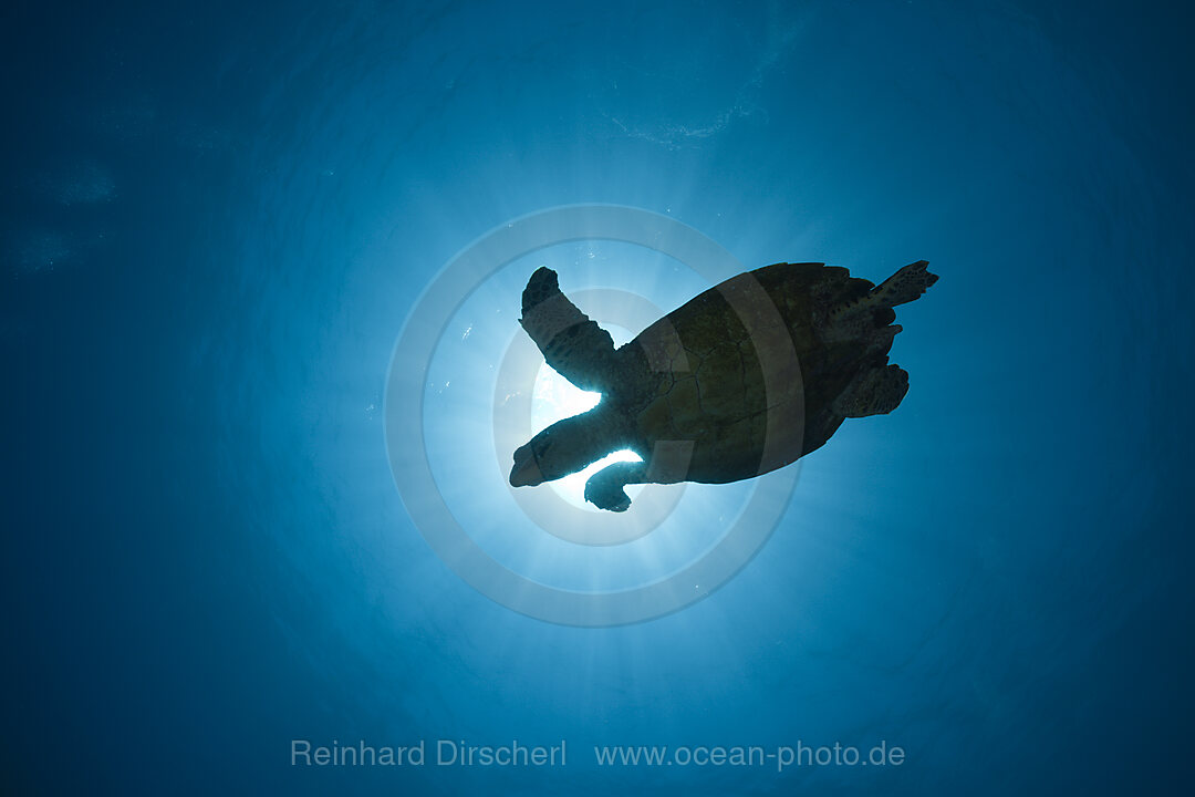 Echte Karettschildkroete im Gegenlicht