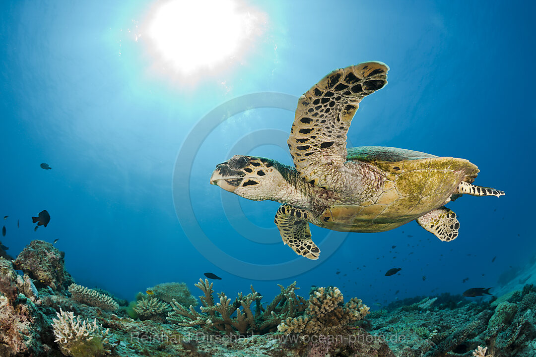 Echte Karettschildkroete, Eretmochelys imbricata, Namena Marine Park, Fidschi