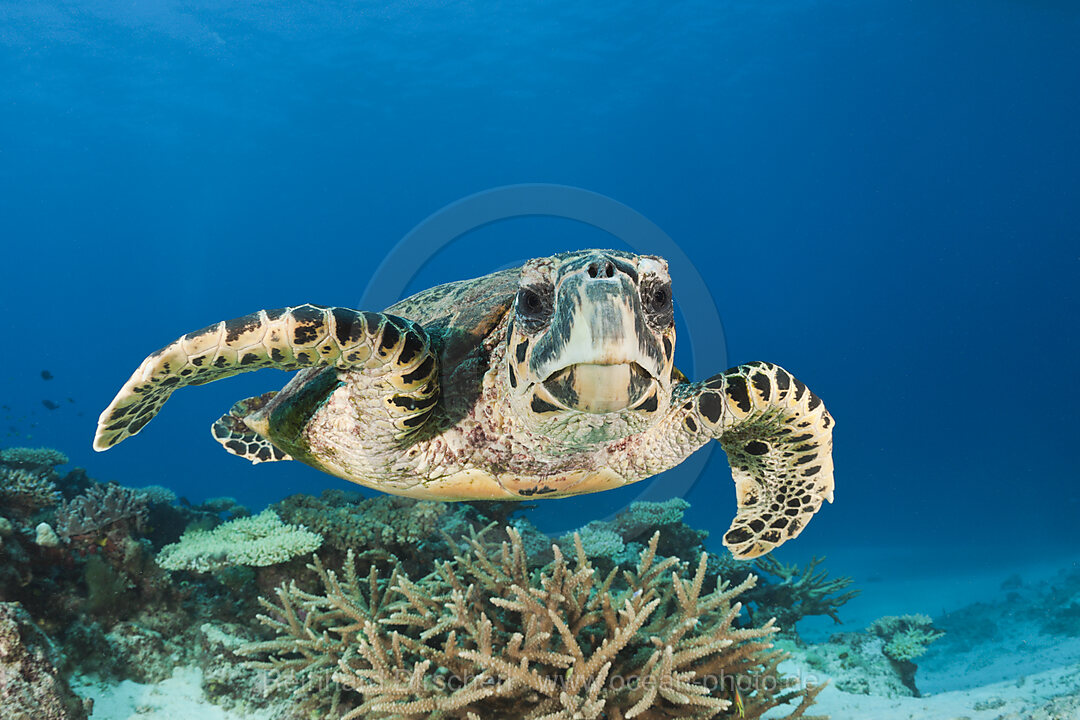 Echte Karettschildkroete