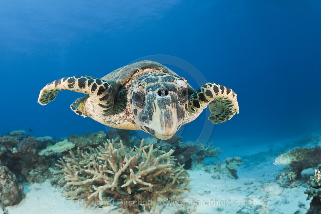 Hawksbill Turtle, Eretmochelys imbricata, Namena Marine Reserve, Fiji