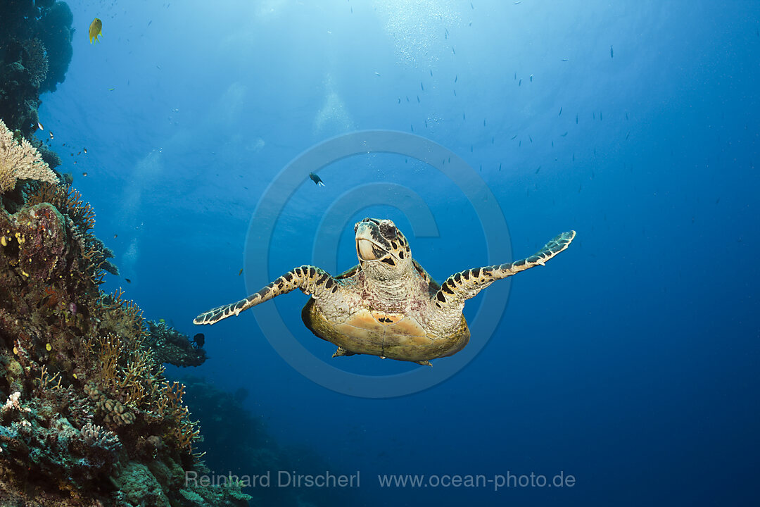 Hawksbill Turtle, Eretmochelys imbricata, Namena Marine Reserve, Fiji