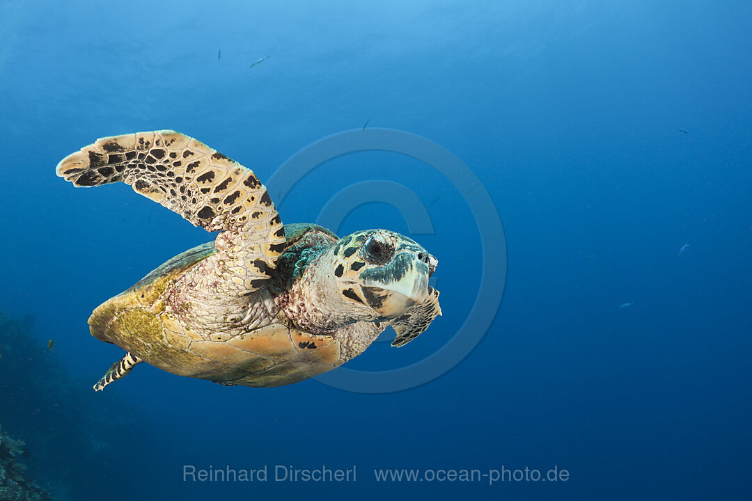 Echte Karettschildkroete