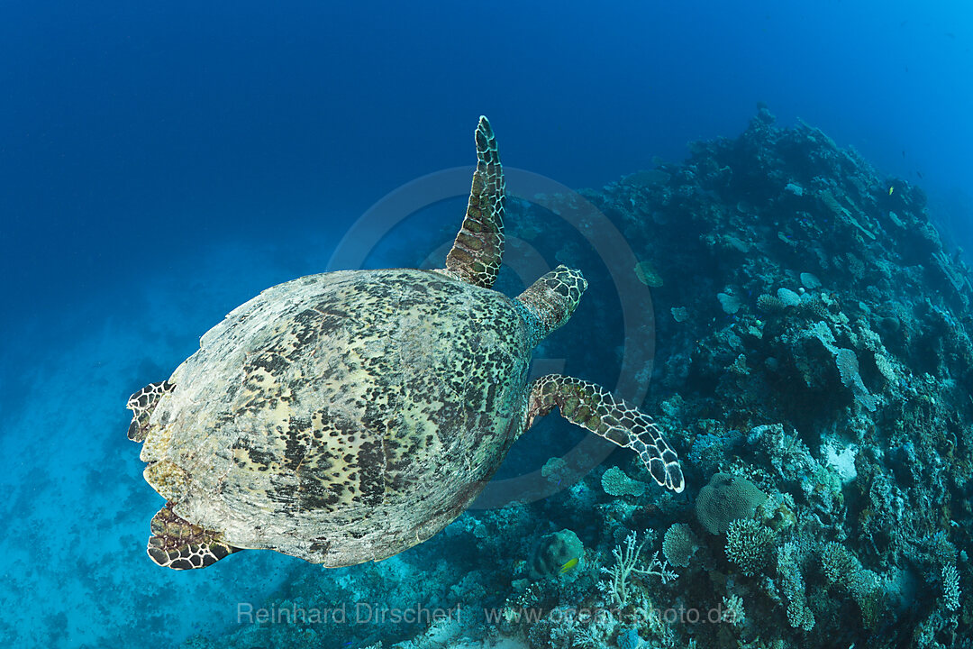 Echte Karettschildkroete, Eretmochelys imbricata, Namena Marine Park, Fidschi