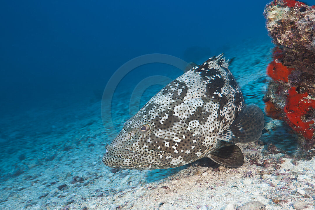 Malabar Grouper, Epinephelus malabaricus, Nagali, Fiji