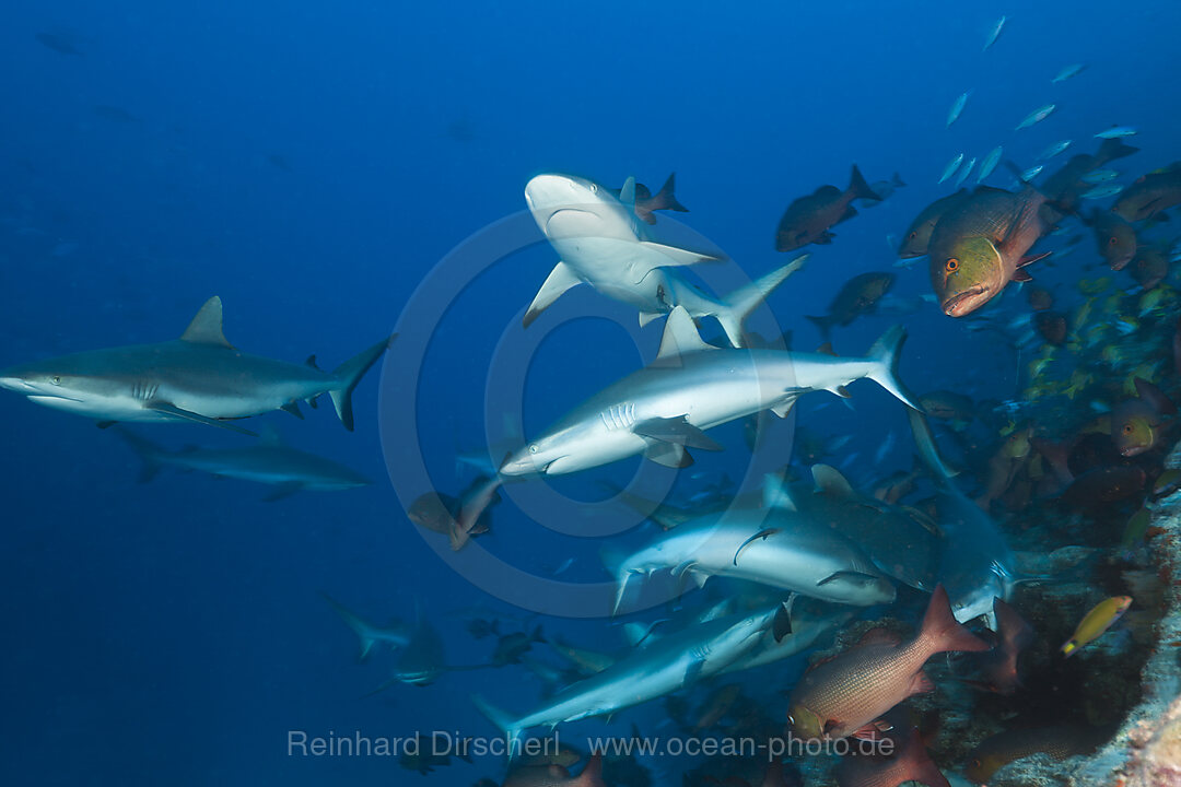 Group of Grey Reef Sharks