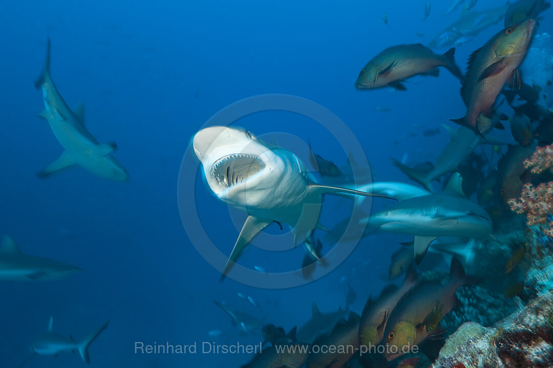 Group of Grey Reef Sharks