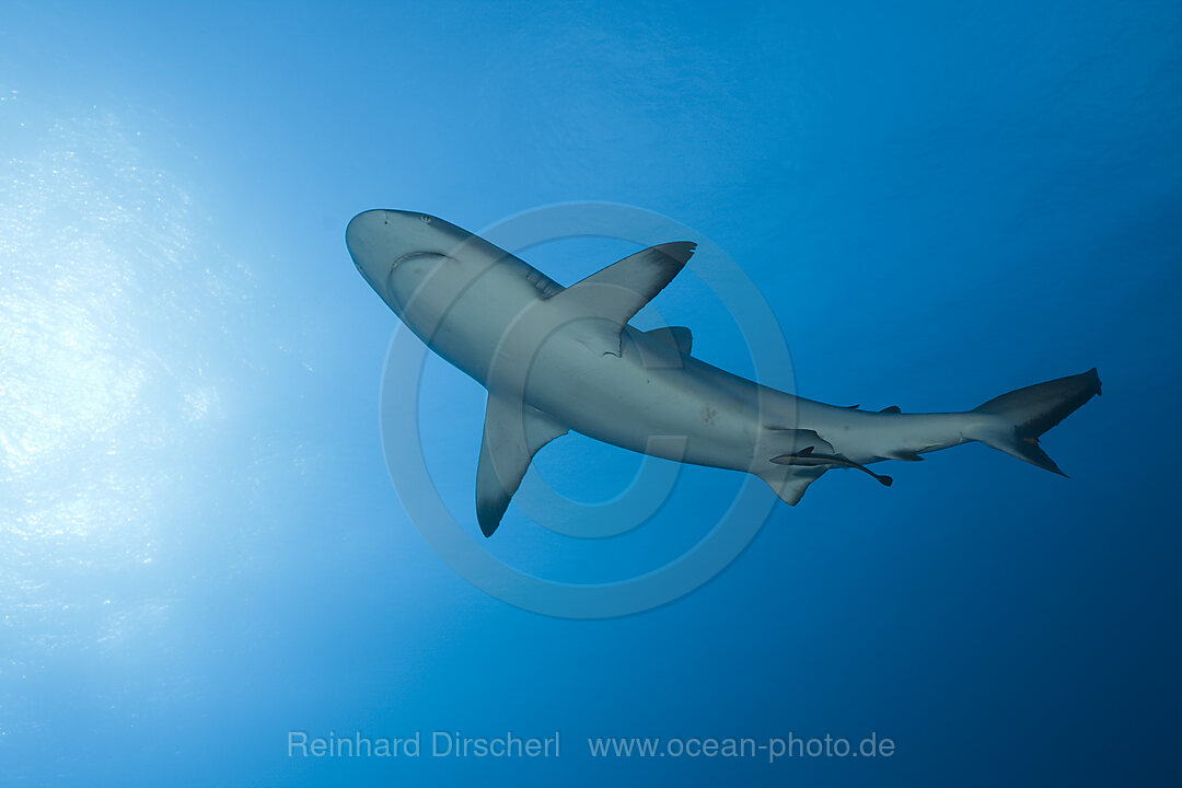 Grey Reef Shark
