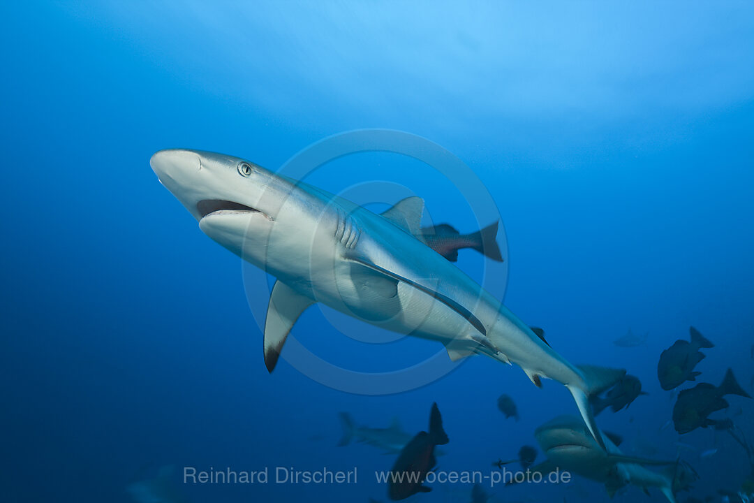 Grey Reef Shark, Carcharhinus amblyrhynchos, Nagali, Fiji