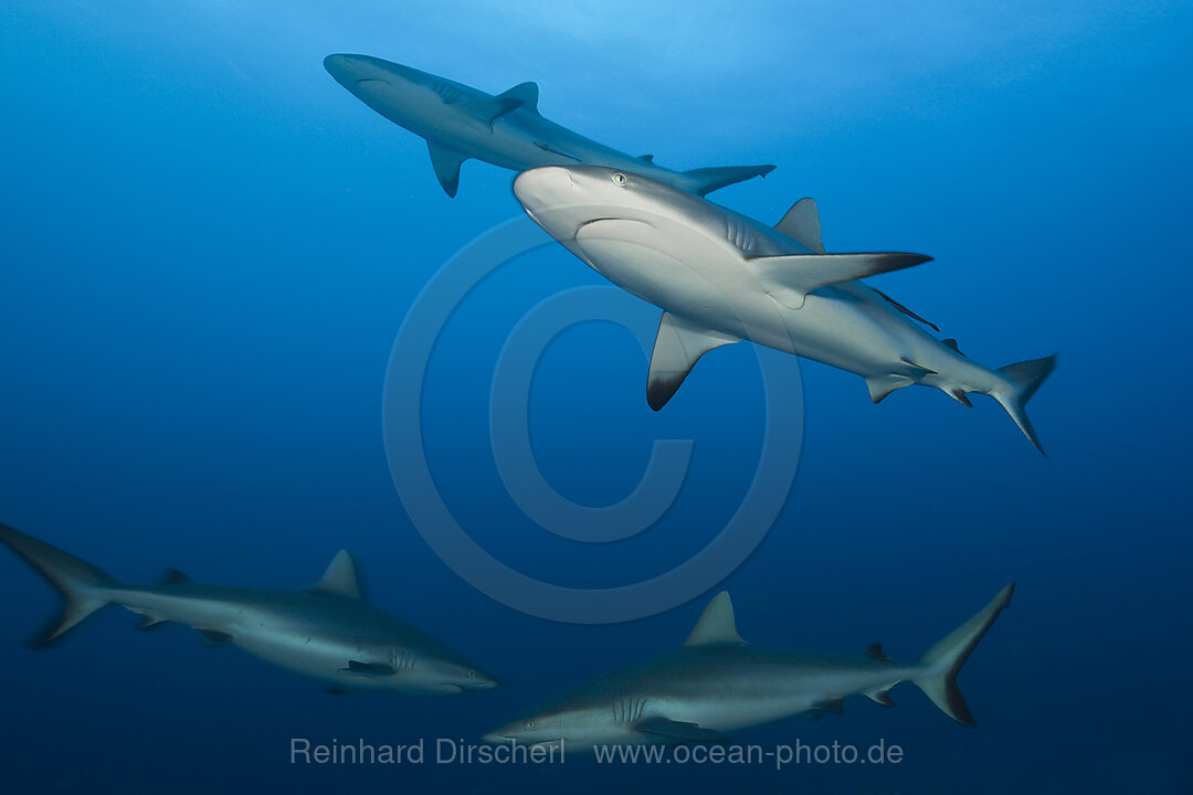 Schwarm Graue Riffhaie, Carcharhinus amblyrhynchos, Nagali, Fidschi