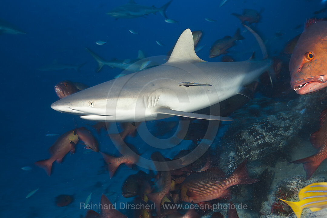 Grauer Riffhai, Carcharhinus amblyrhynchos, Nagali, Fidschi