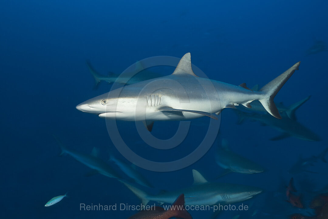 Schwarm Graue Riffhaie, Carcharhinus amblyrhynchos, Nagali, Fidschi