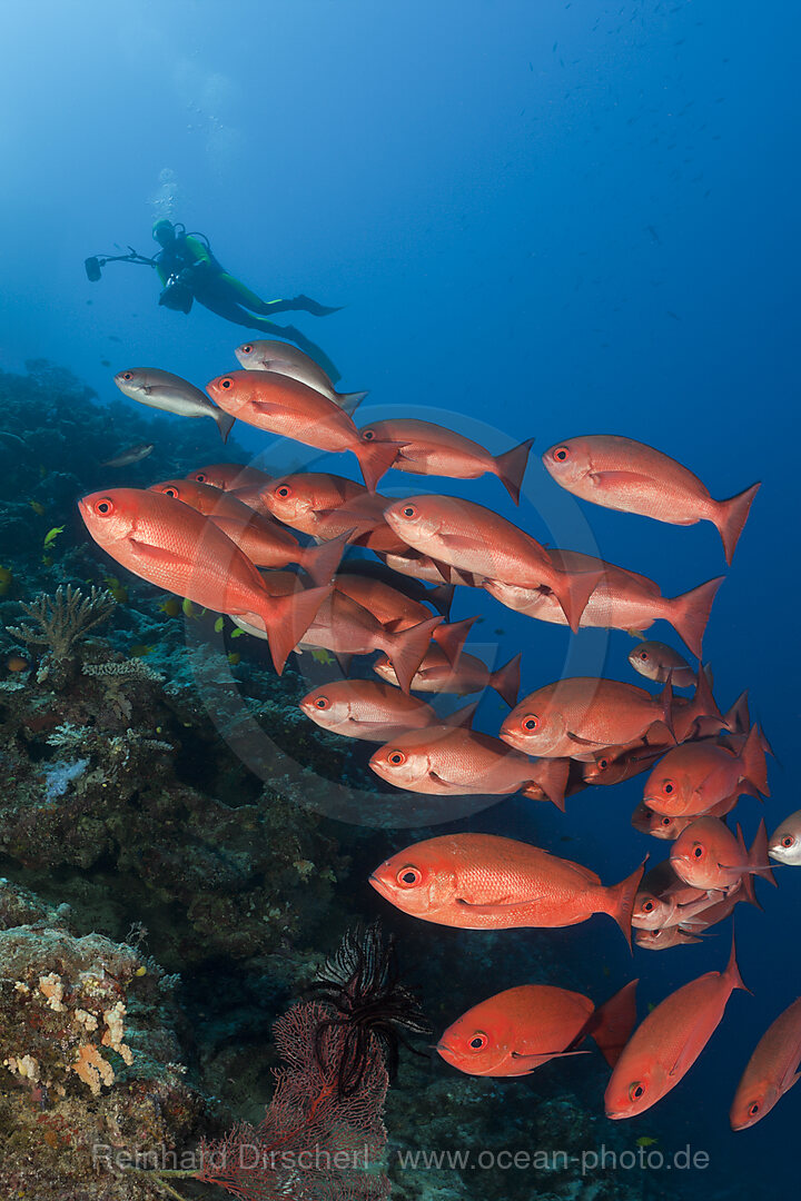 School of Slender Pinjalo Fish, Pinjalo lewisi, Nagali, Fiji