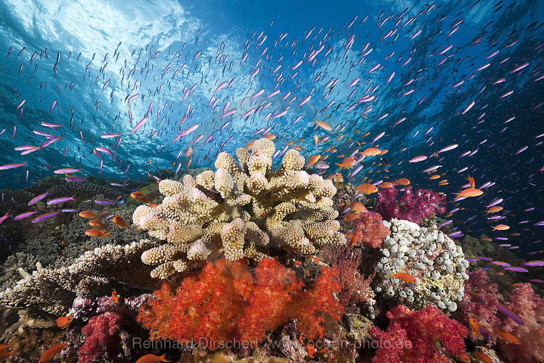 Colorful Coral Reef, Namena Marine Reserve, Fiji