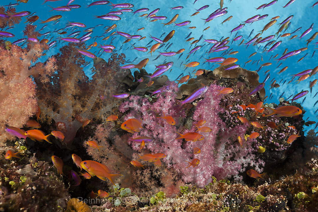 Buntes Korallenriff, Namena Marine Park, Fidschi