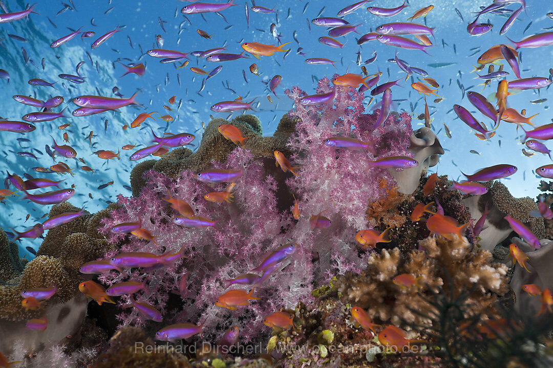 Colorful Coral Reef, Namena Marine Reserve, Fiji