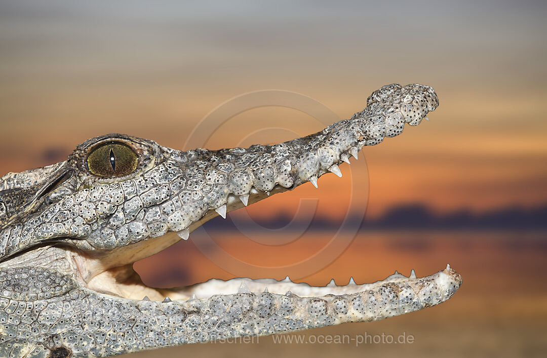 Nilkrokodil