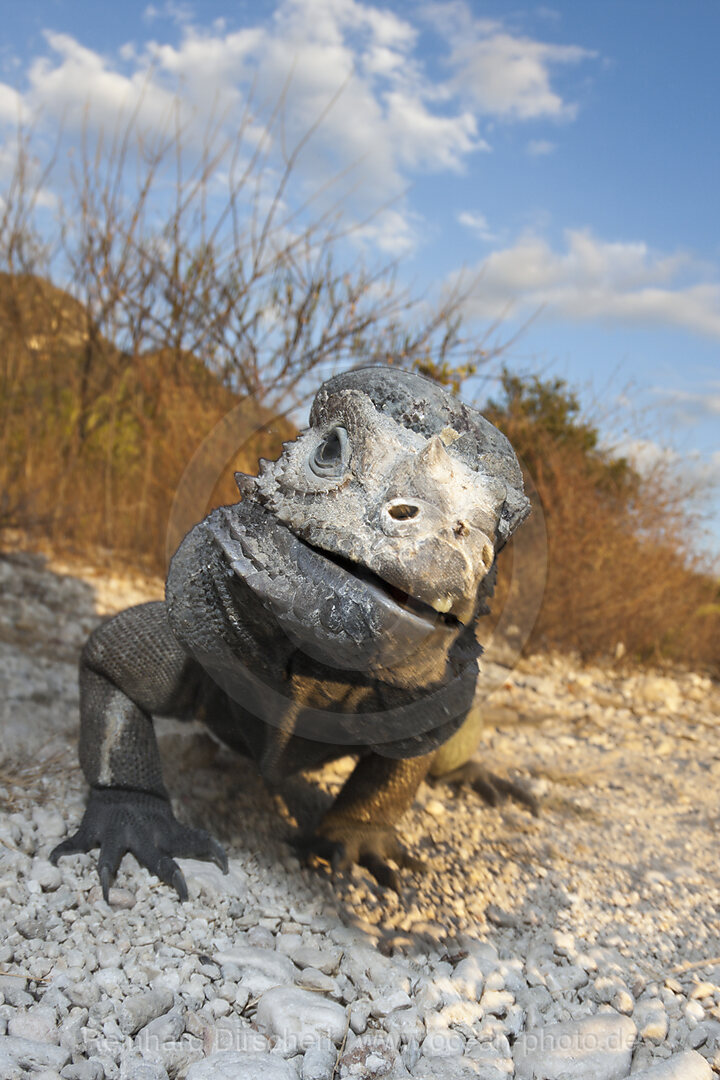 Nashornleguan, Cyclura cornuta, Nationalpark Isla Cabritos, Lago Enriquillo, Dominikanische Republik