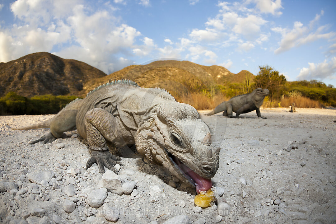 Rhinoceros Iguana