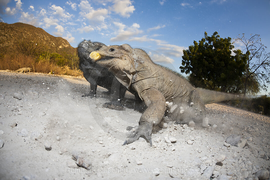 Nashornleguan, Cyclura cornuta, Nationalpark Isla Cabritos, Lago Enriquillo, Dominikanische Republik