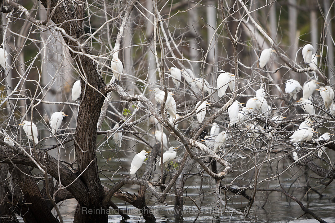 Vogelkolonie am Salzsee Lago Enriquillo, Nationalpark Isla Cabritos, Dominikanische Republik