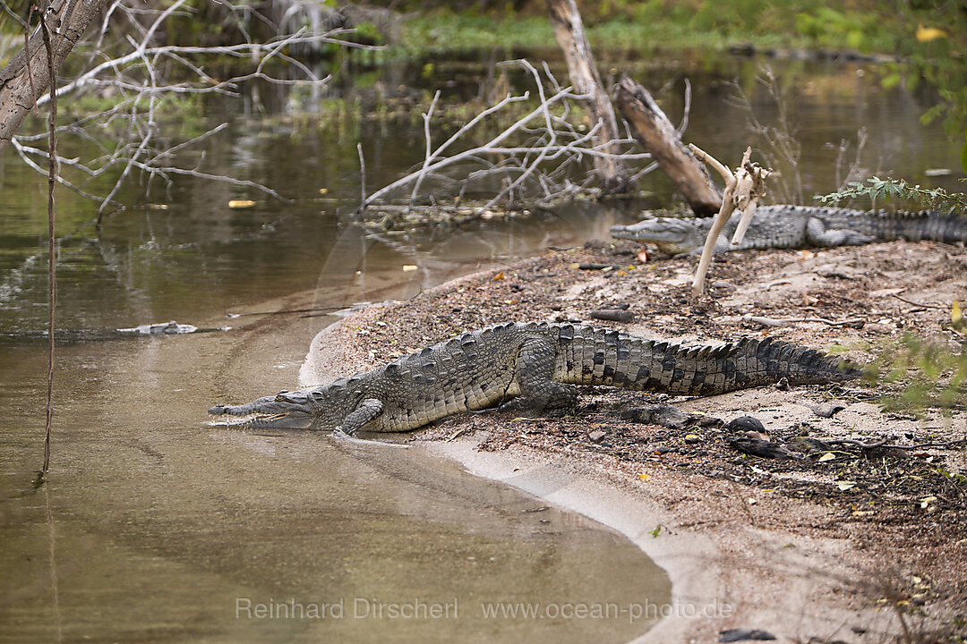 American Crocodile at Saltlake Lago Enriquillo