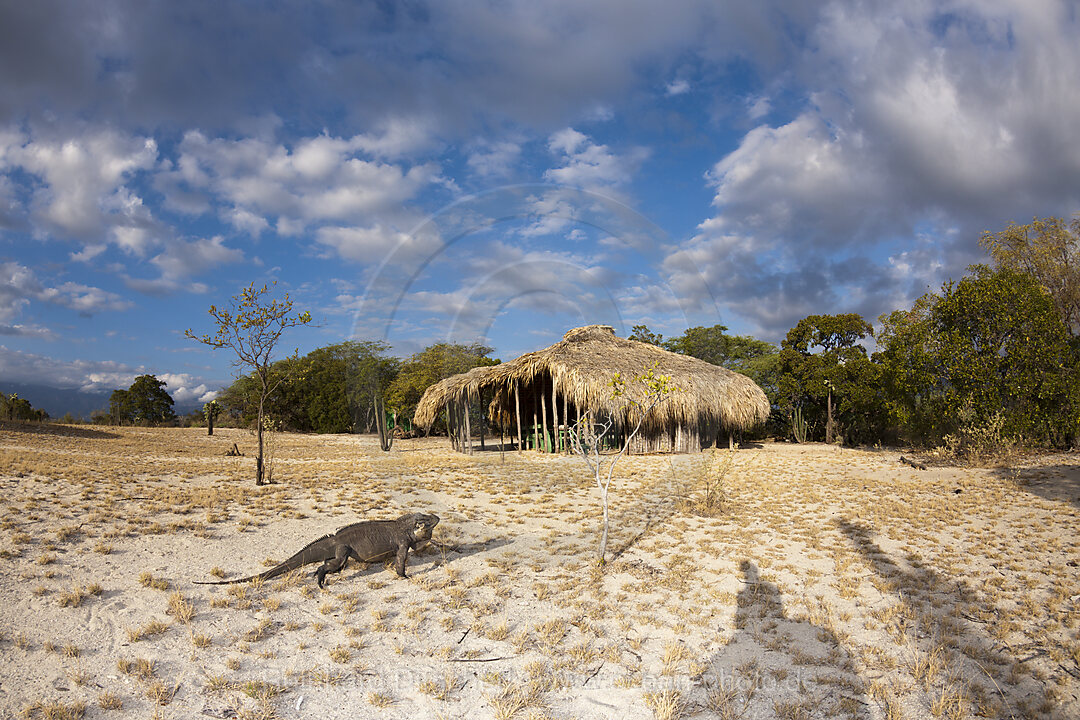 Rhinoceros Iguana at Isla Cabritos National Park