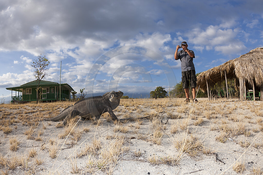 Rhinoceros Iguana at Isla Cabritos National Park