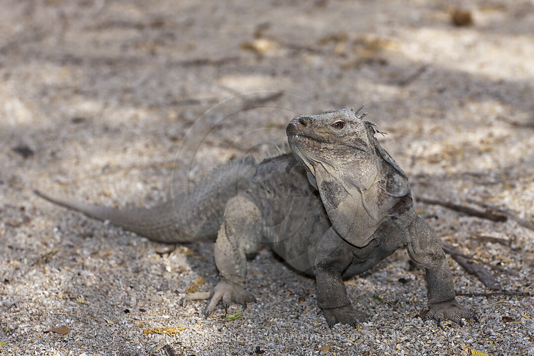 Hispaniola-Leguan, Cyclura ricordii, Nationalpark Isla Cabritos, Lago Enriquillo, Dominikanische Republik