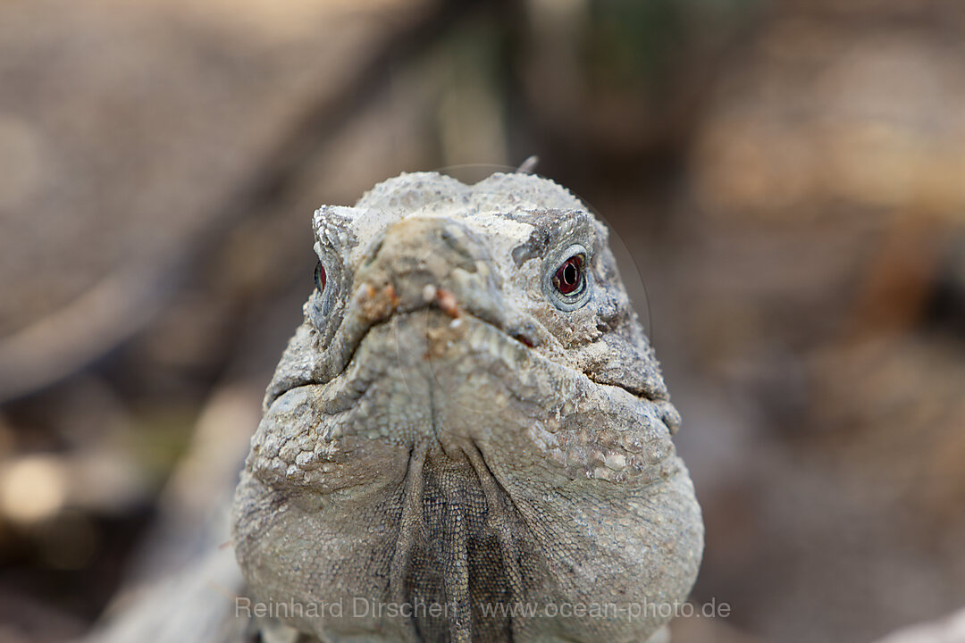 Hispaniola-Leguan, Cyclura ricordii, Nationalpark Isla Cabritos, Lago Enriquillo, Dominikanische Republik