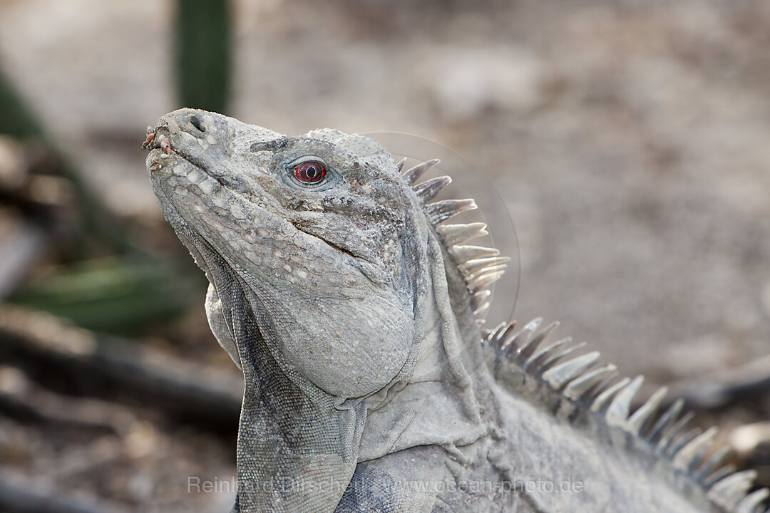 Hispaniola-Leguan, Cyclura ricordii, Nationalpark Isla Cabritos, Lago Enriquillo, Dominikanische Republik