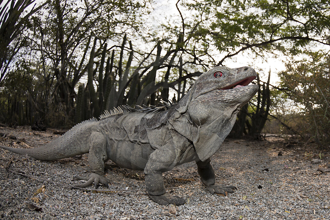Hispaniola-Leguan