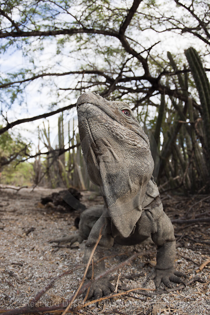 Hispaniolan Ground Iguana, Cyclura ricordii, Isla Cabritos National Park, Lago Enriquillo, Dominican Republic