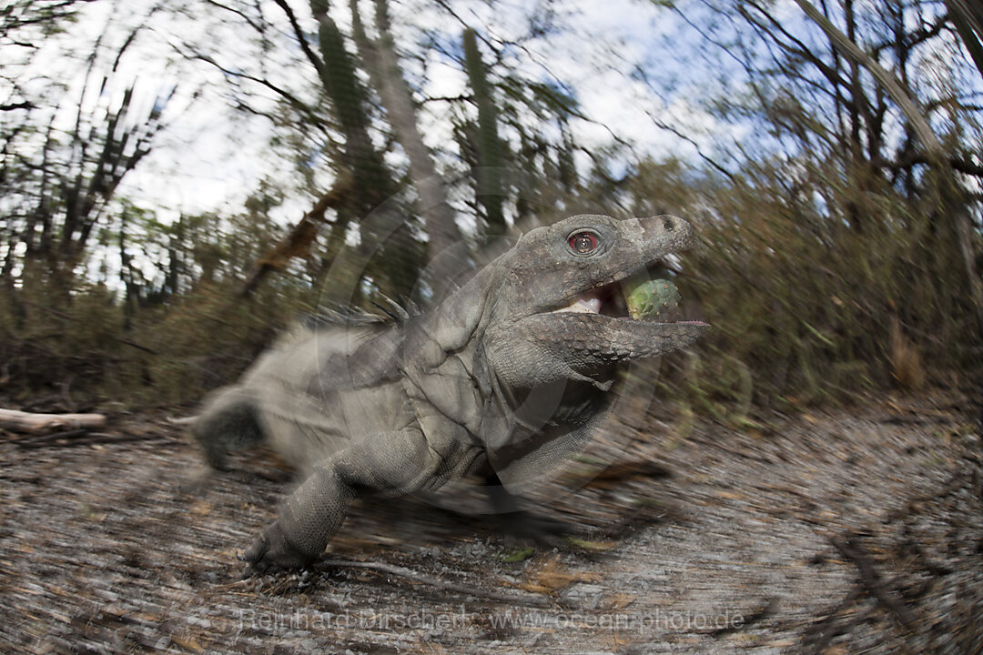 Hispaniolan Ground Iguana, Cyclura ricordii, Isla Cabritos National Park, Lago Enriquillo, Dominican Republic