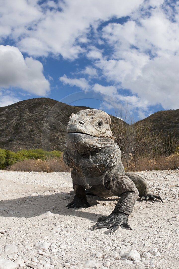 Rhinoceros Iguana, Cyclura cornuta, Isla Cabritos National Park, Lago Enriquillo, Dominican Republic