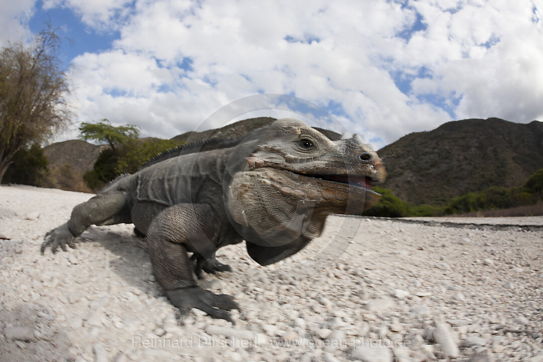 Rhinoceros Iguana