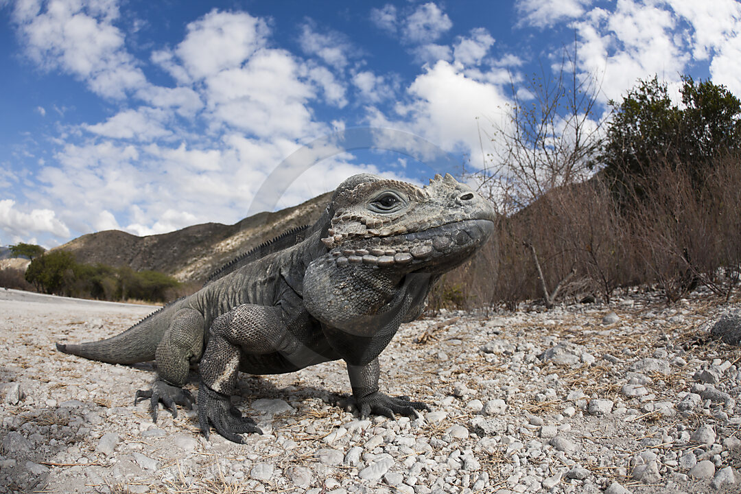 Rhinoceros Iguana