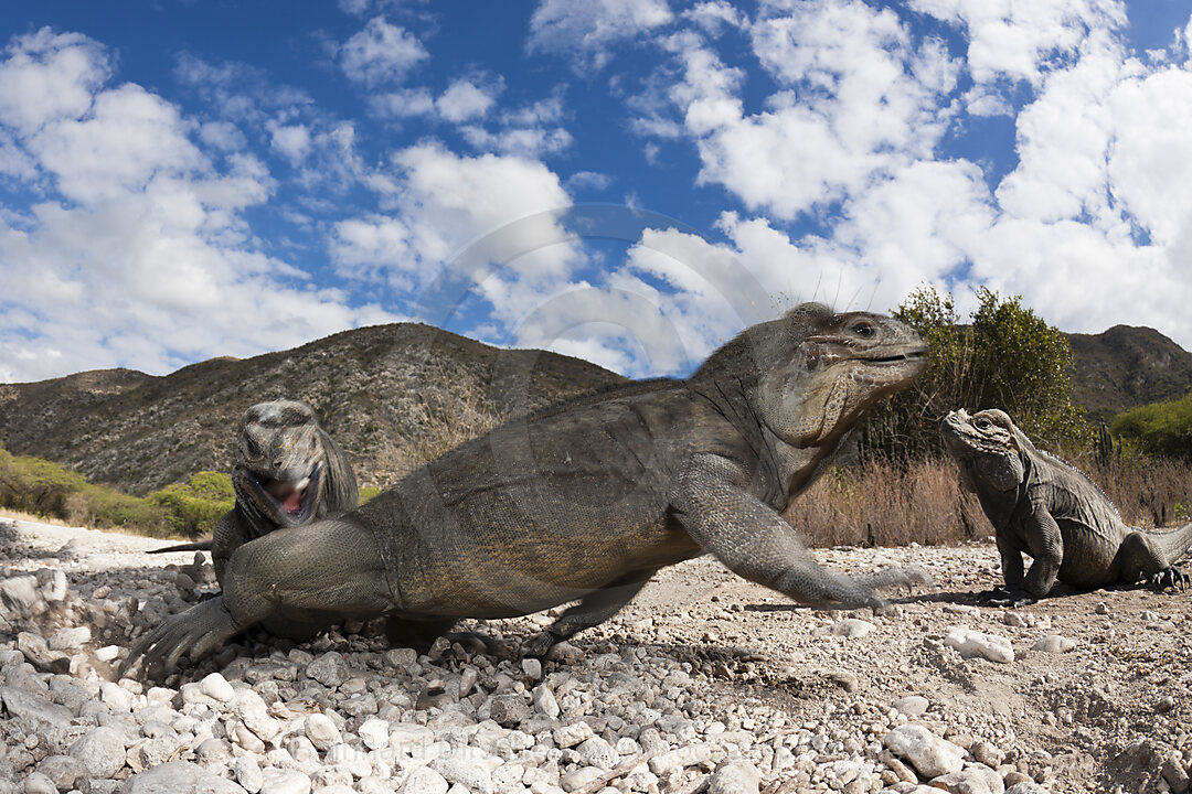 Rhinoceros Iguana