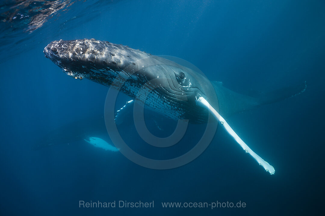 Humpback Whale, Megaptera novaeangliae, Samana Peninsula, Dominican Republic