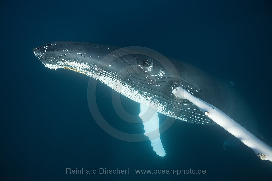 Humpback Whale, Megaptera novaeangliae, Samana Peninsula, Dominican Republic