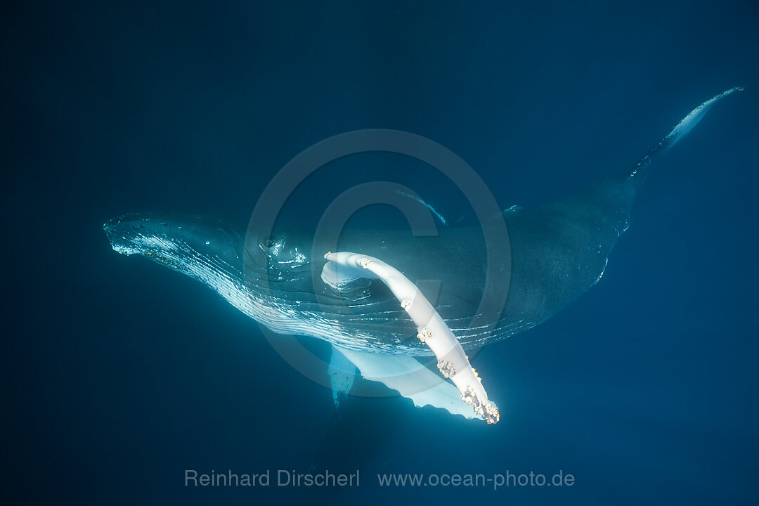Humpback Whale