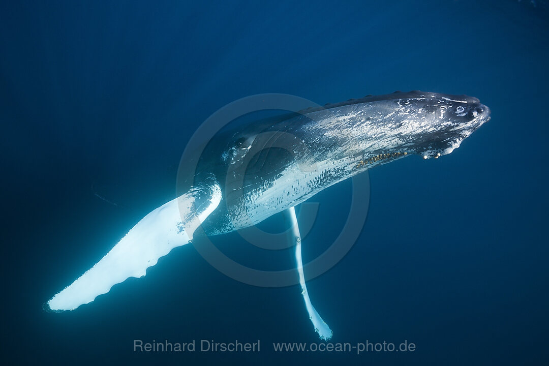 Humpback Whale