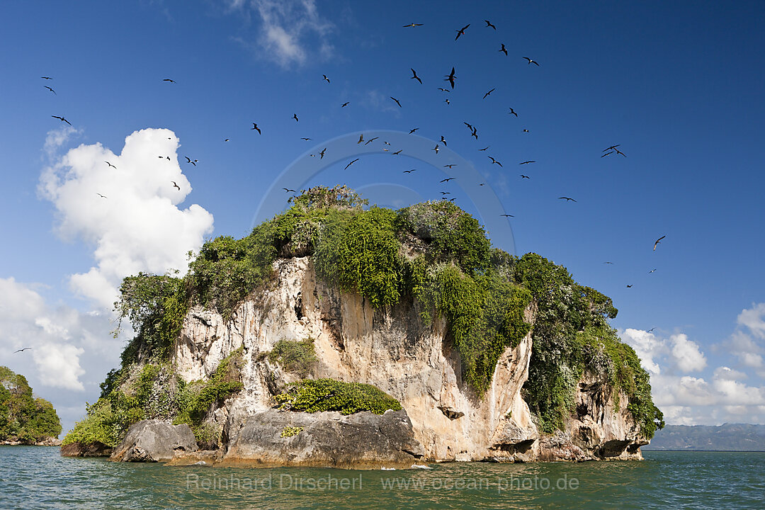 Bird Island La Cacata