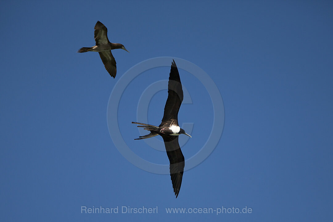 Female Magnificent Frigatebird in Flight