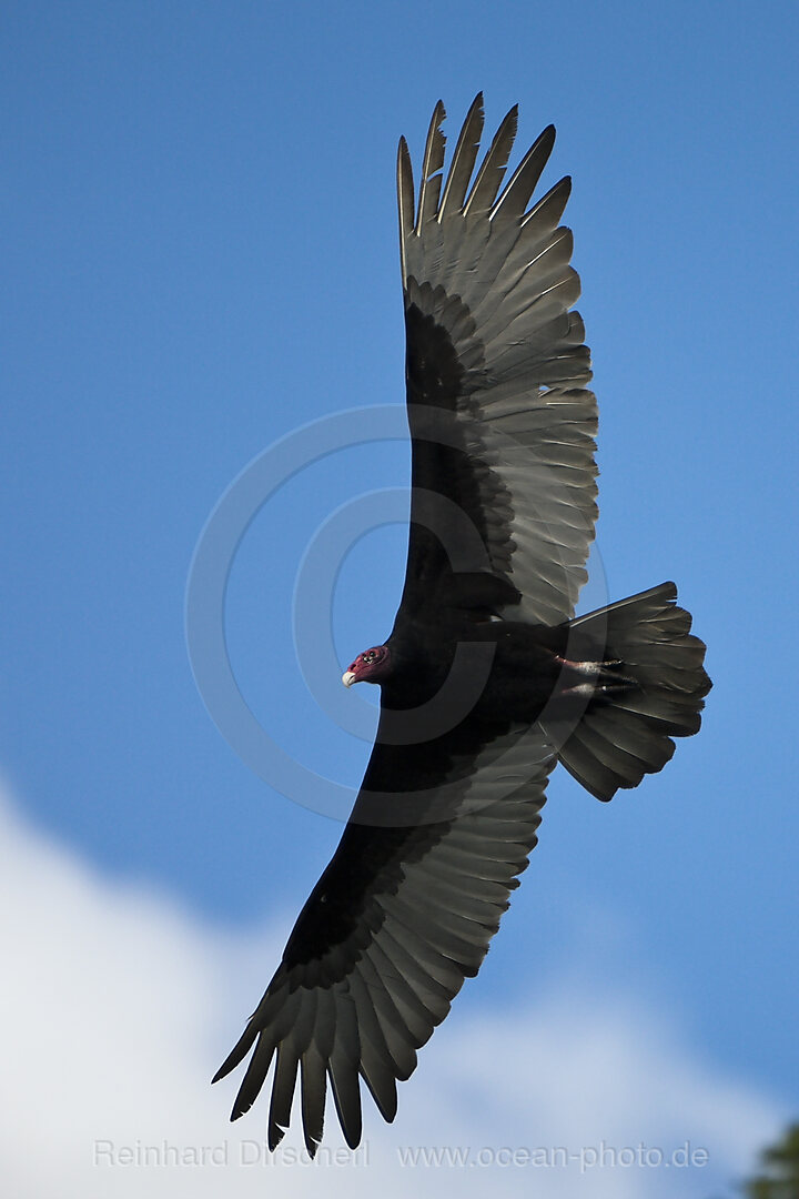 Turkey Vulture in Flight, Cathartes aura, Los Haitises National Park, Dominican Republic