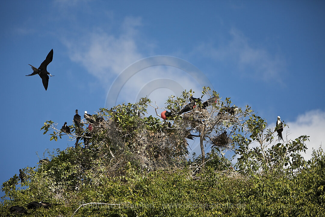 Magnificent Frigatebirds on Bird Island La Cacata