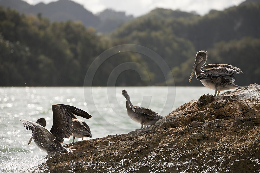 Pelicano resting on Rocks, Pelecanus occidentalis, Los Haitises National Park, Dominican Republic