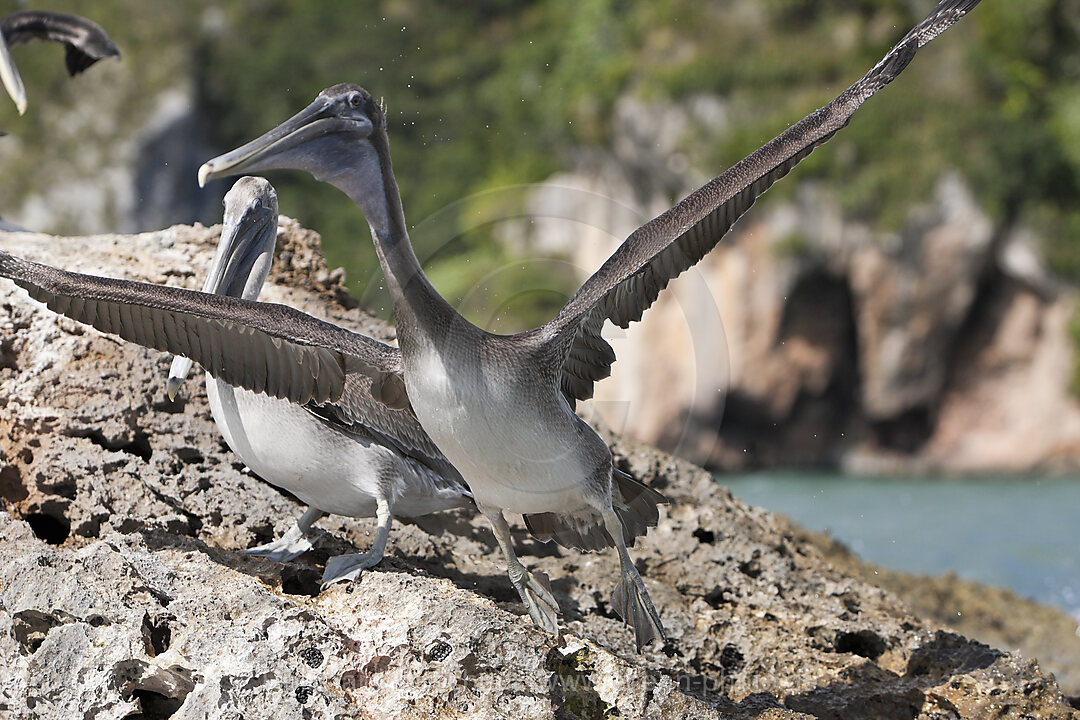 Pelicano resting on Rocks
