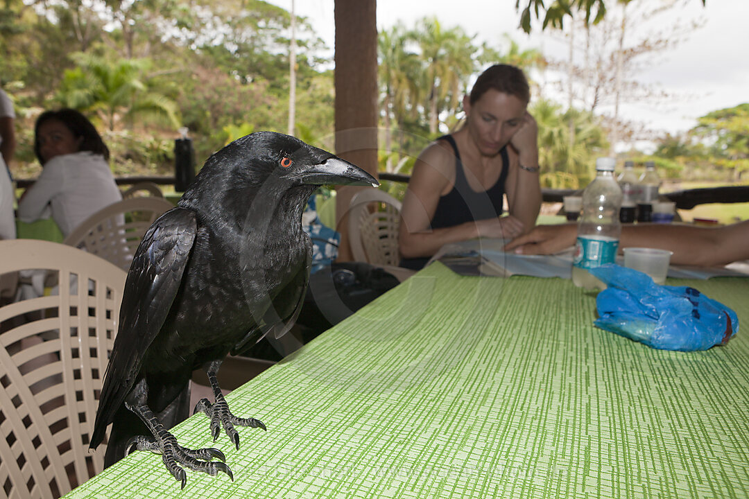 Kraehe stibitzt Essen in Ausflugslokal, Corvus sp., Nationalpark Los Haitises, Dominikanische Republik