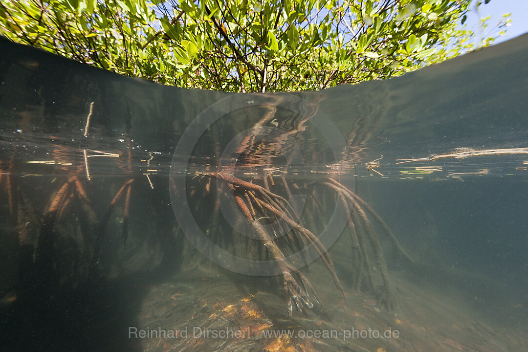 Mangroves, Rhizophora, Los Haitises National Park, Dominican Republic